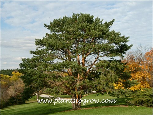 A beautiful picturesque tree.